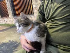 Отдадим кому нужен находится в городе 