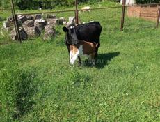 Продам первордка 10л.м.в день
