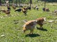 Несушки 🐔