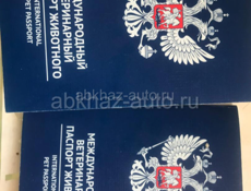 Щенки кокер спаниеля