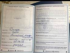 Щенок кокер спаниеля 