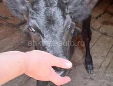Продам телочку