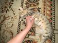 Домашняя кошечка
