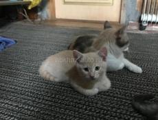 Котята