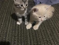 Котята
