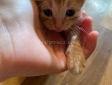 Котики в добрые руки🫠