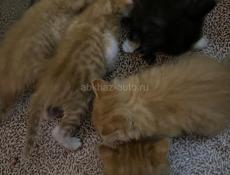 Котики в добрые руки🫠