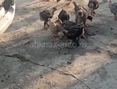 Продаются цыплята, возраст 1месяц