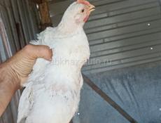 Продам цыплят