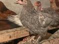 Несушки🐔
