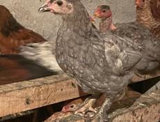 Несушки🐔