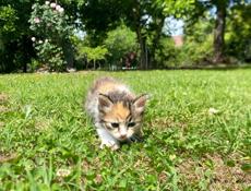 отдам котят в добрые и заботливые руки 