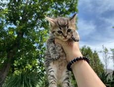 отдам котят в добрые и заботливые руки 