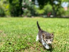 отдам котят в добрые и заботливые руки 