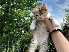 отдам котят в добрые и заботливые руки 