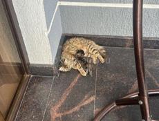 Отдам в добрые руки‼️