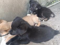 Щенки в добрые руки