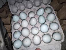 Продаю яйца перепелиные на инкубацию ( силадон)