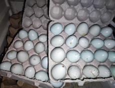 Продаю яйца перепелиные на инкубацию ( силадон)