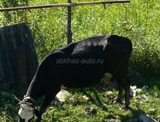 Продаются корова и телята 