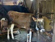 Продаются корова и телята 