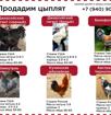 Продам цыплят