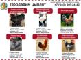 Продам цыплят