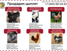 Продам цыплят
