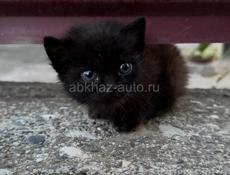Отдам котенка в хорошие руки 