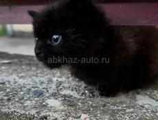 Отдам котенка в хорошие руки 