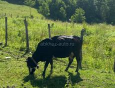 Продается корова