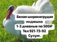 Принимаю заявку на конец июня 