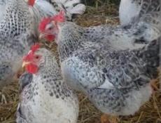 Цыплята Борковская бровистая 