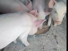 Продаются 🐷 