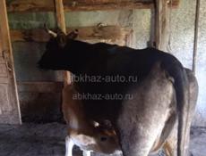 Продается срочно корова