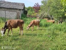 Продаю коровы