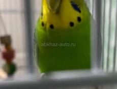 Попугаи