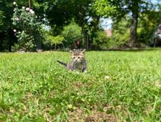 отдам котят