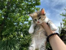 отдам котят