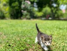 отдам котят