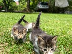 отдам котят