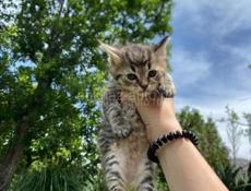 отдам котят