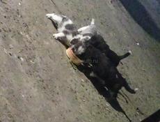 Отдам щенков мама Курцхар 