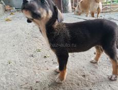 Щенки в добрые руки