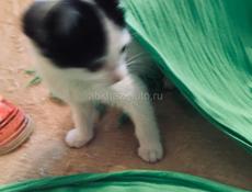 Умная от природы ! 