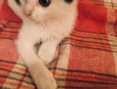 Умная от природы ! 