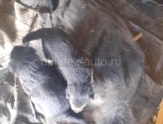 Немецкая овчарка