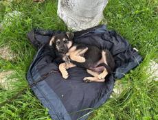 Отдам в хорошие руки овчарку 
