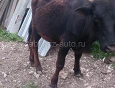 Бык срочно очень срочно 