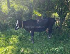 Продается корова